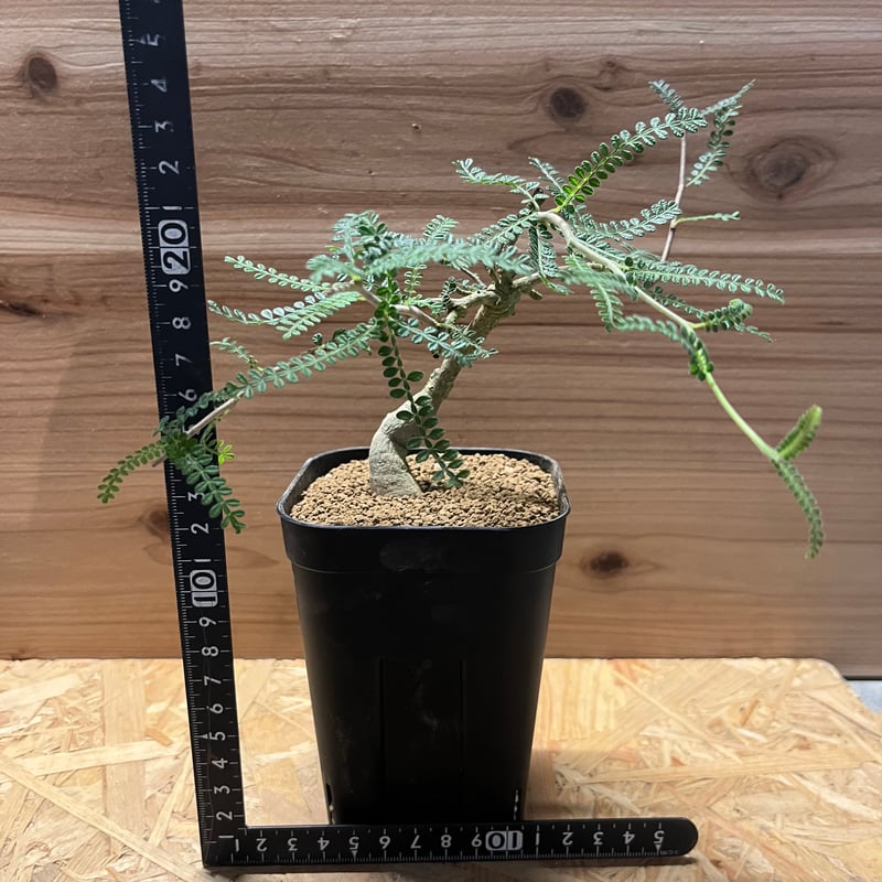 オペルクリカリア ヒファエノイデス | GREEN LUCK