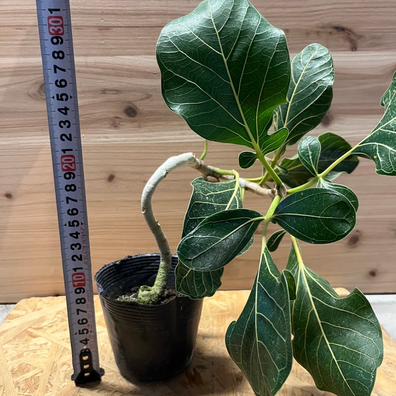 フィカス クリシュナボダイジュ | GREEN LUCK