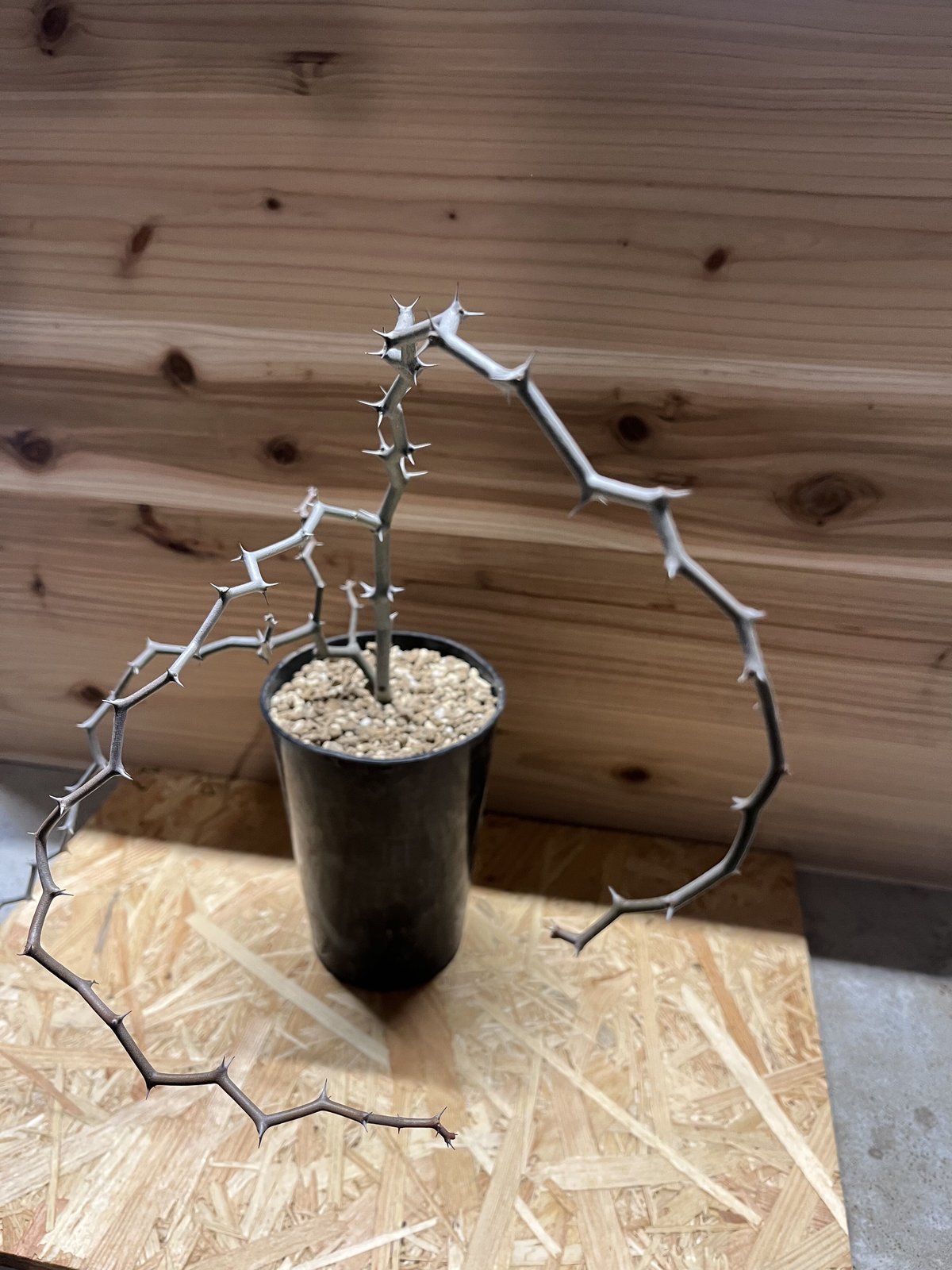 デカリア マダガスカリエンシス ジグザグの木 | GREEN LUCK