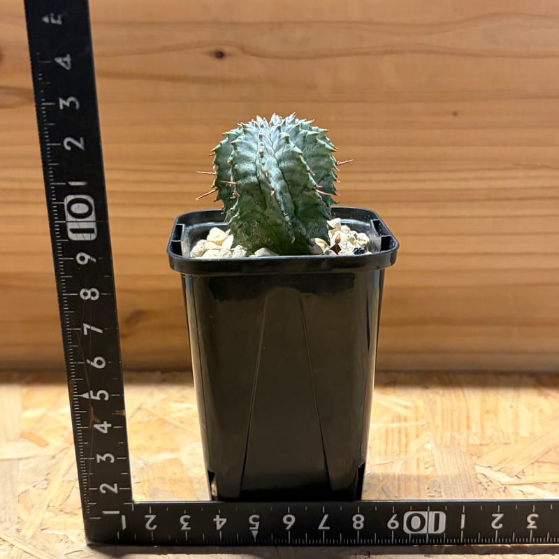 ユーフォルビア ホリダ ゼブラホリダ | GREEN LUCK