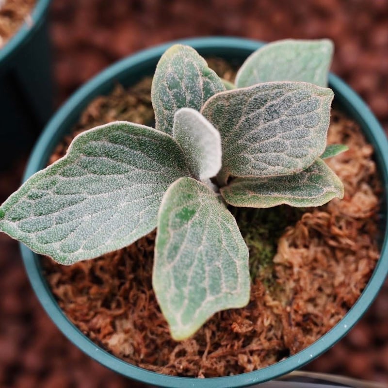 ビカクシダ フィッシュボーン | GREEN LUCK