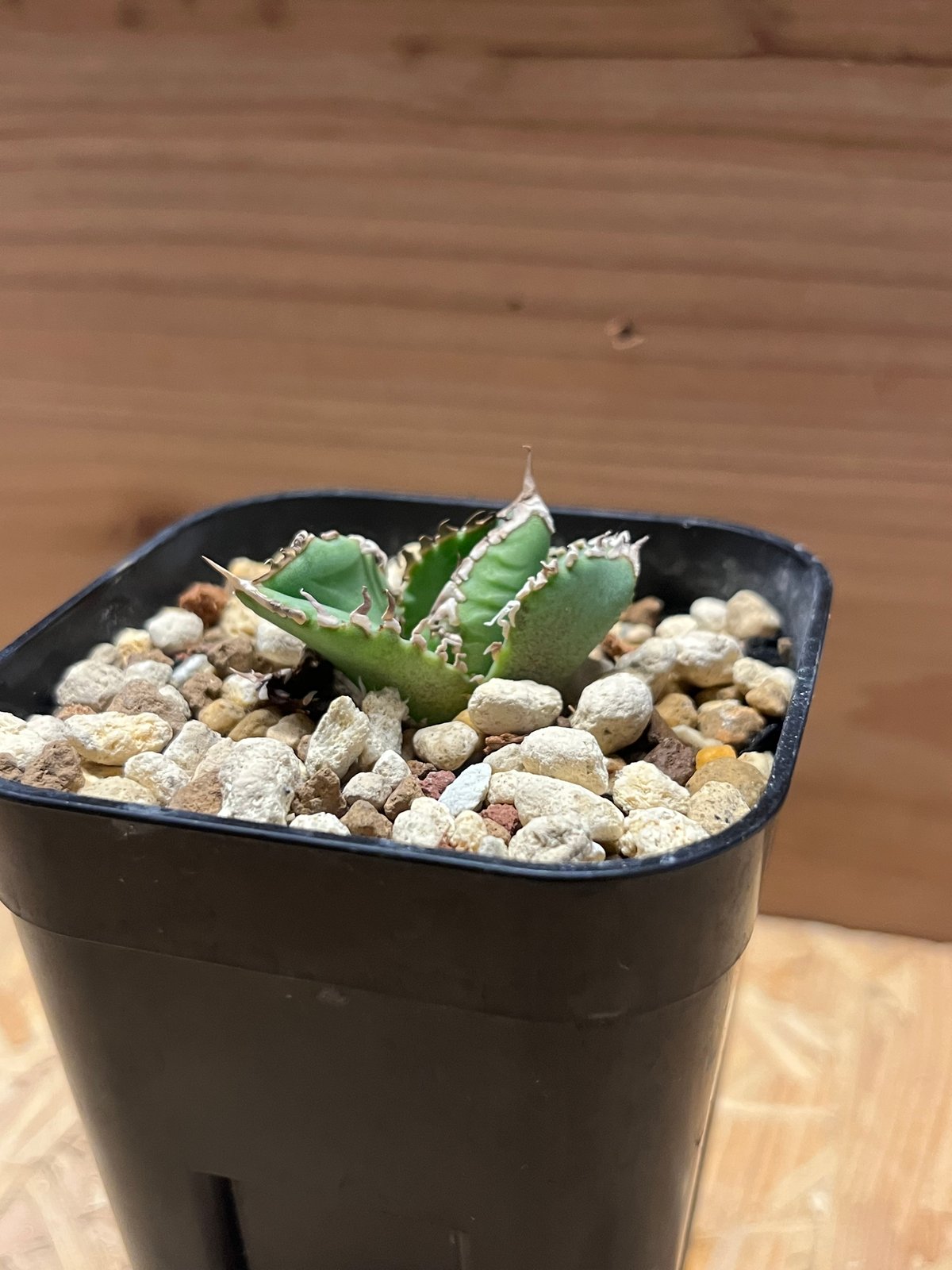 アガベ チタノタ CJ 大白鯊 | GREEN LUCK