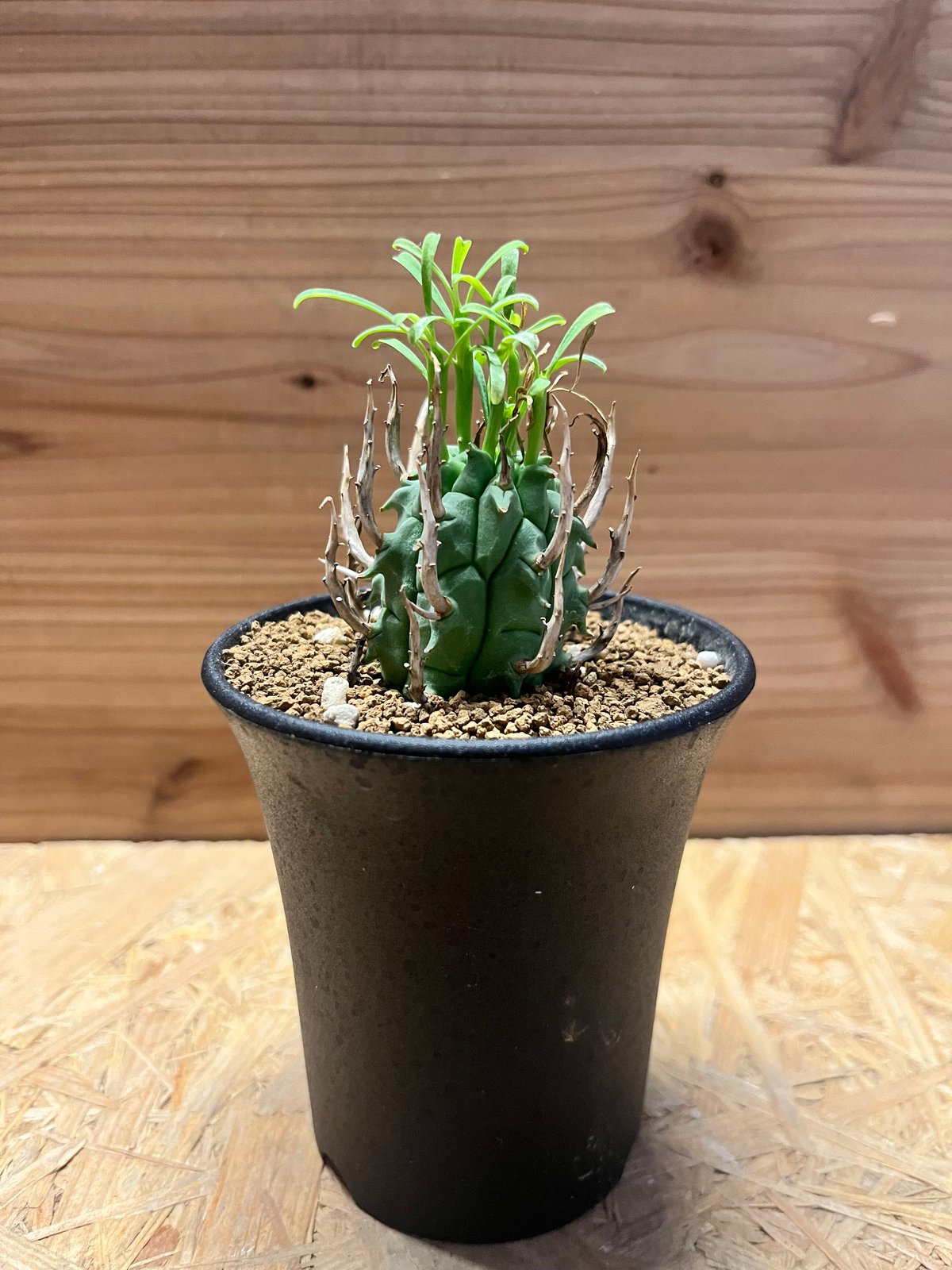 ユーフォルビア スコエンランディ 闘牛角 | GREEN LUCK