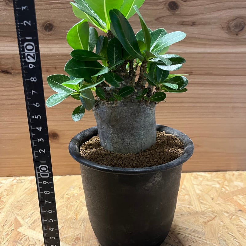 アデニウム アラビカム ブラックスキン | GREEN LUCK