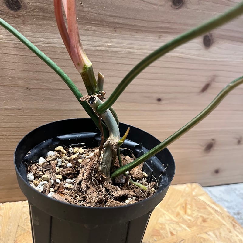 フィロデンドロン 'キティナ' （フロリダビューティー×マヨイ