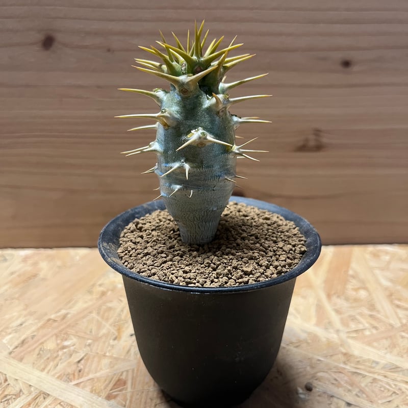 パキポディウム アンボンゲンセ | GREEN LUCK