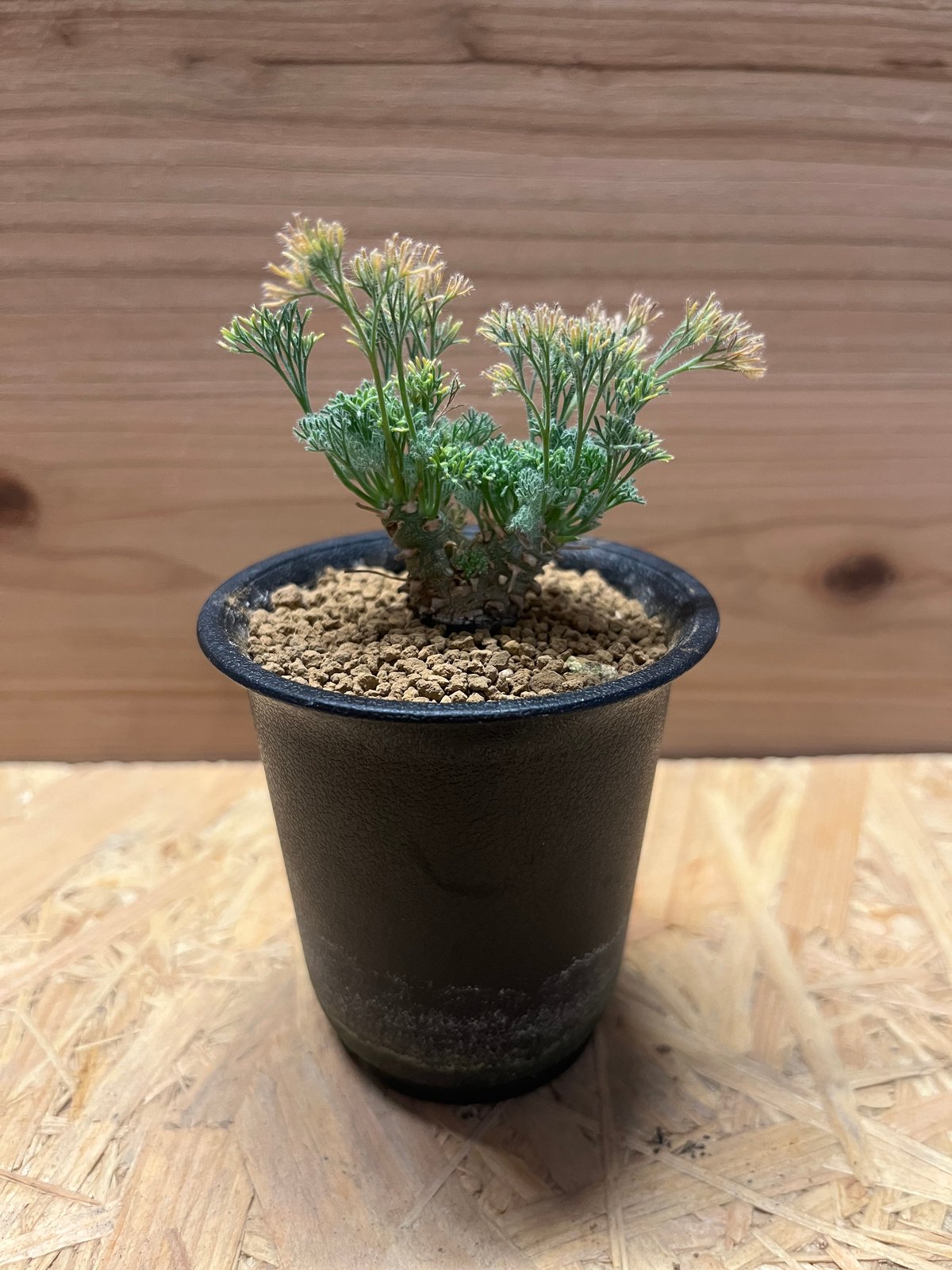 モンソニア ペニクリナム | GREEN LUCK