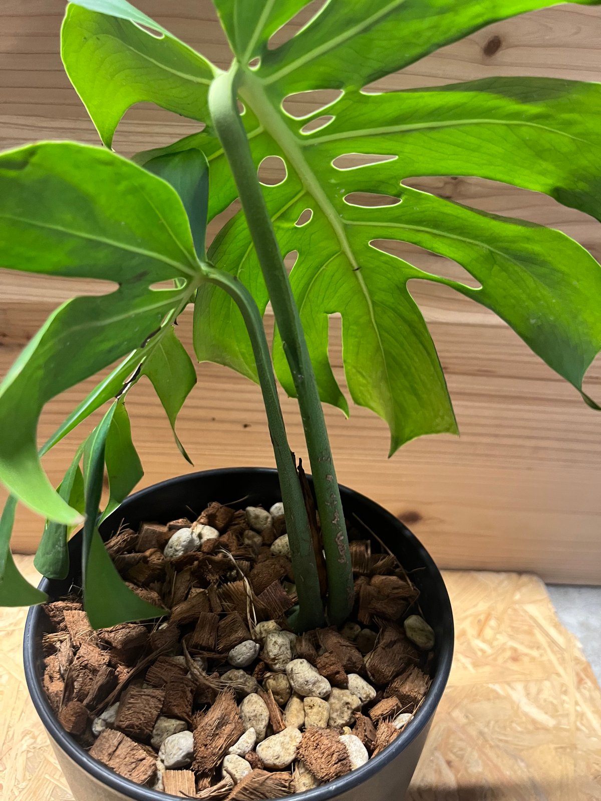 モンステラ デリシオーサ マクロコズム | GREEN LUCK