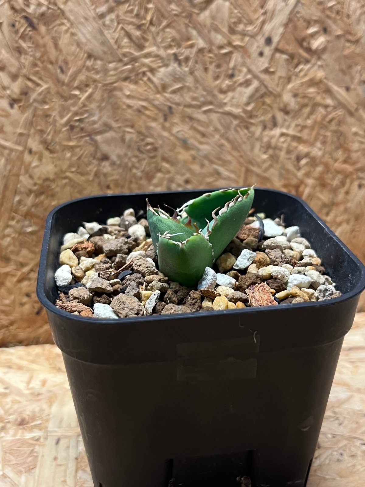 子株販売】 アガベ コック agave titanota cok CG-01 アガベ COK CG-1