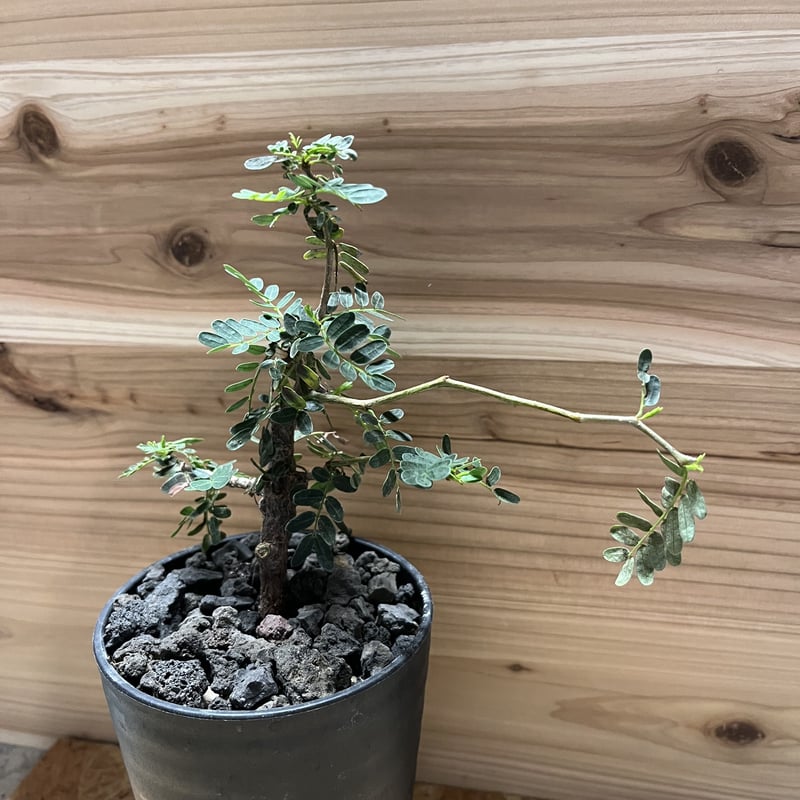 センナ メリディオナリス | GREEN LUCK