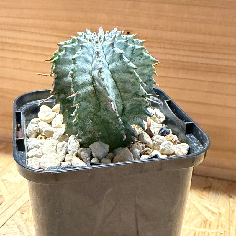 ユーフォルビア ホリダ ゼブラホリダ | GREEN LUCK