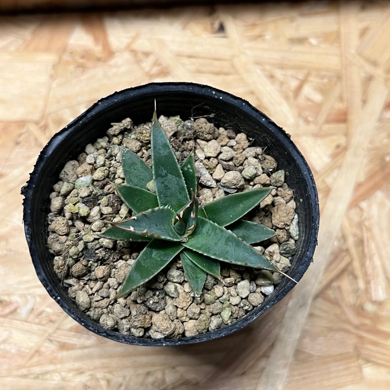 アガベ ユタエンシス エボリスピナ 実生 | GREEN LUCK