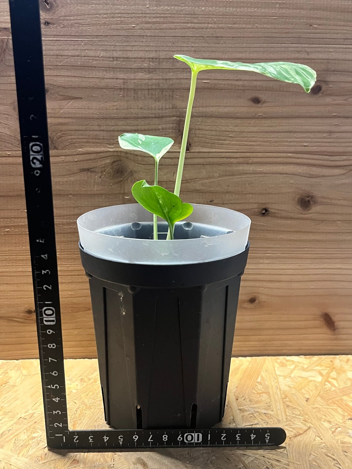 モンステラ デリシオーサ 'バルバソー' | GREEN LUCK