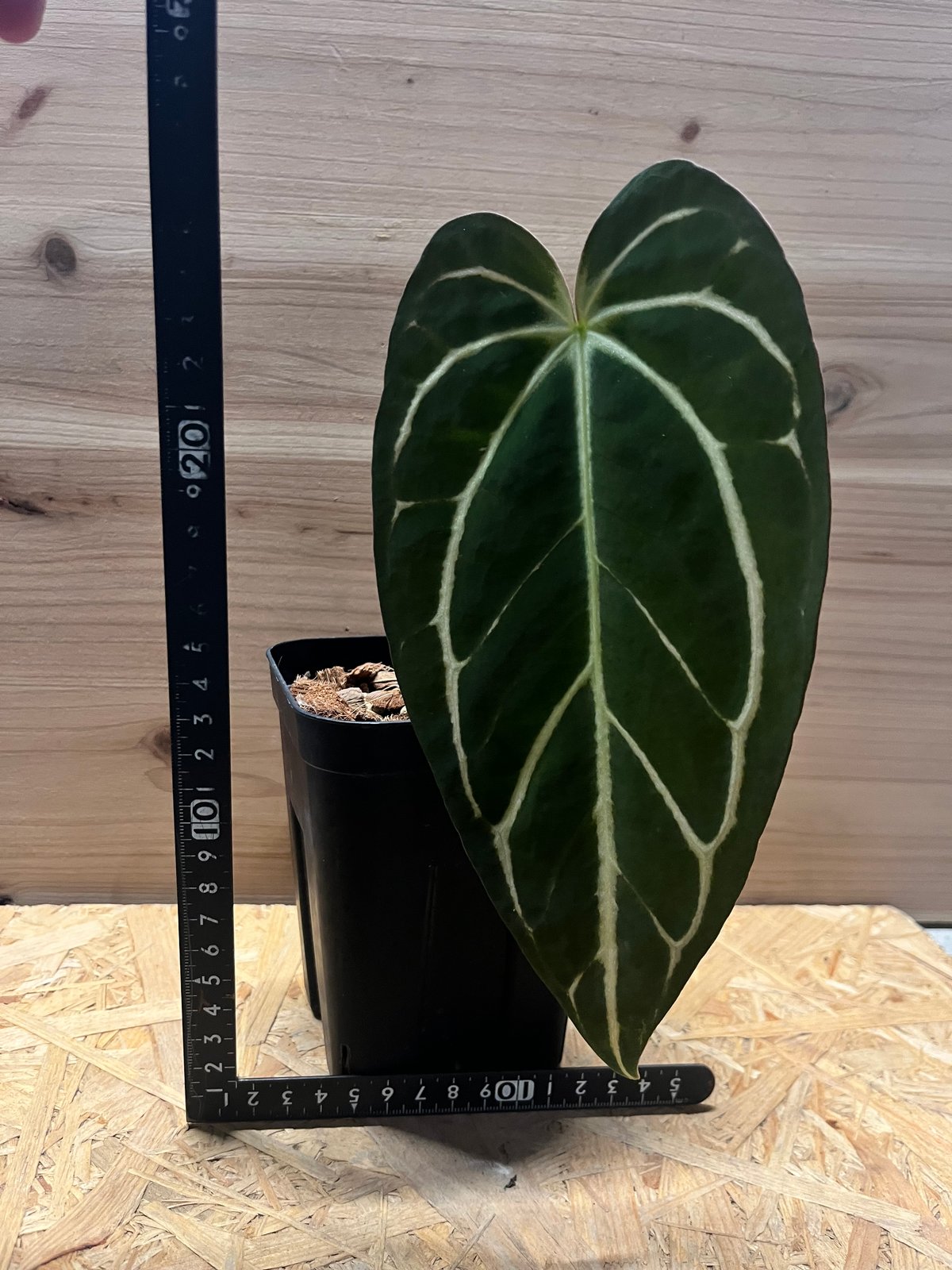 アンスリウム カーラブラッキー ワイルド | GREEN LUCK