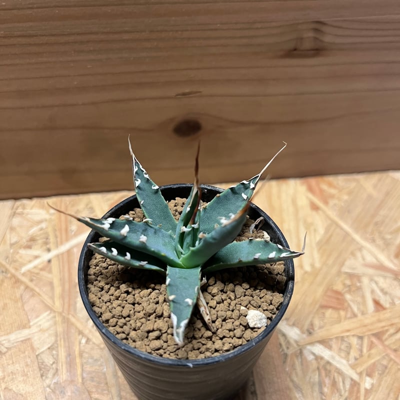 アガベ ユタエンシス エボリスピナ 実生 | GREEN LUCK