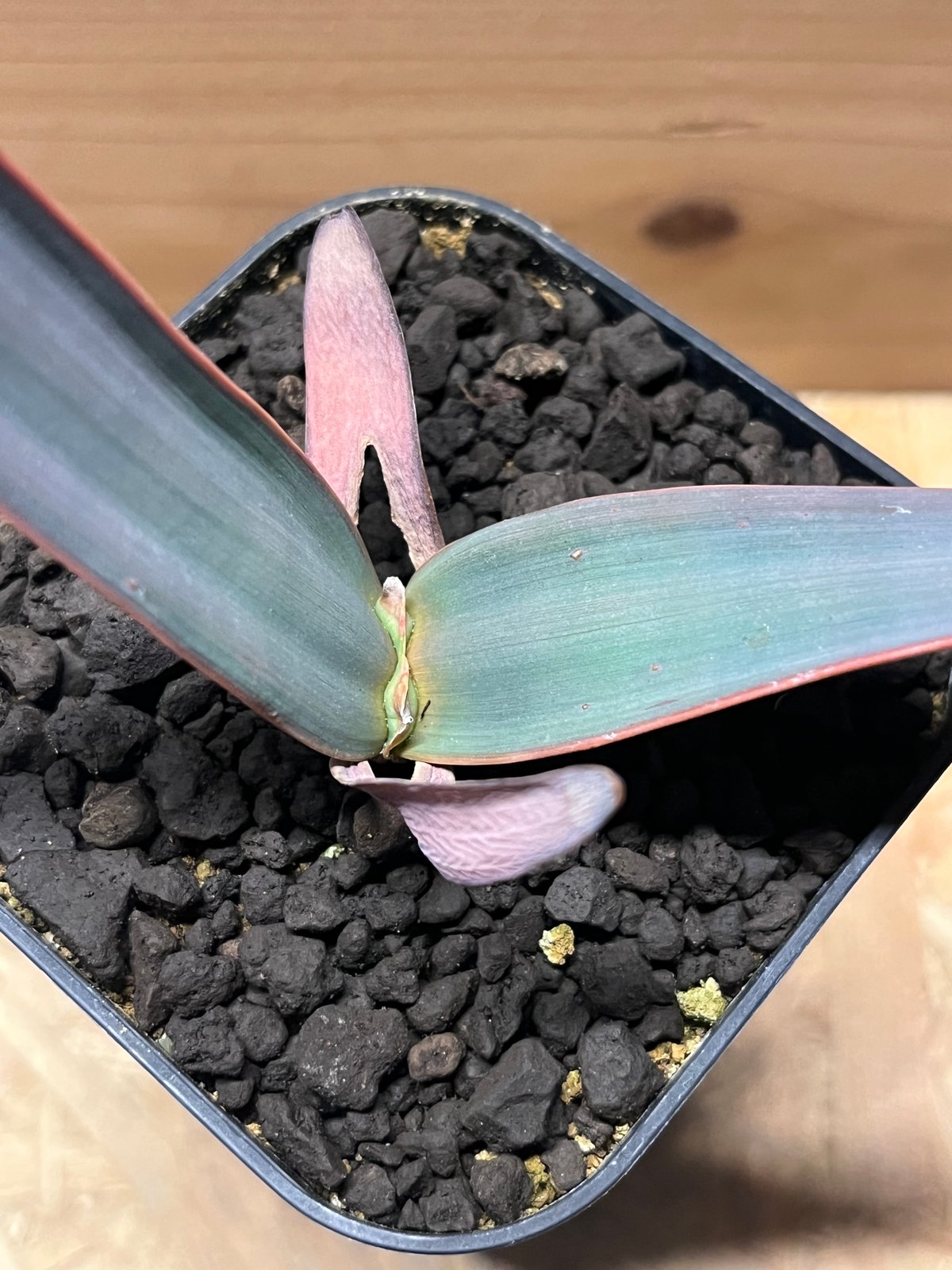 ウェルウィッチア ミラビリス 奇想天外 | GREEN LUCK