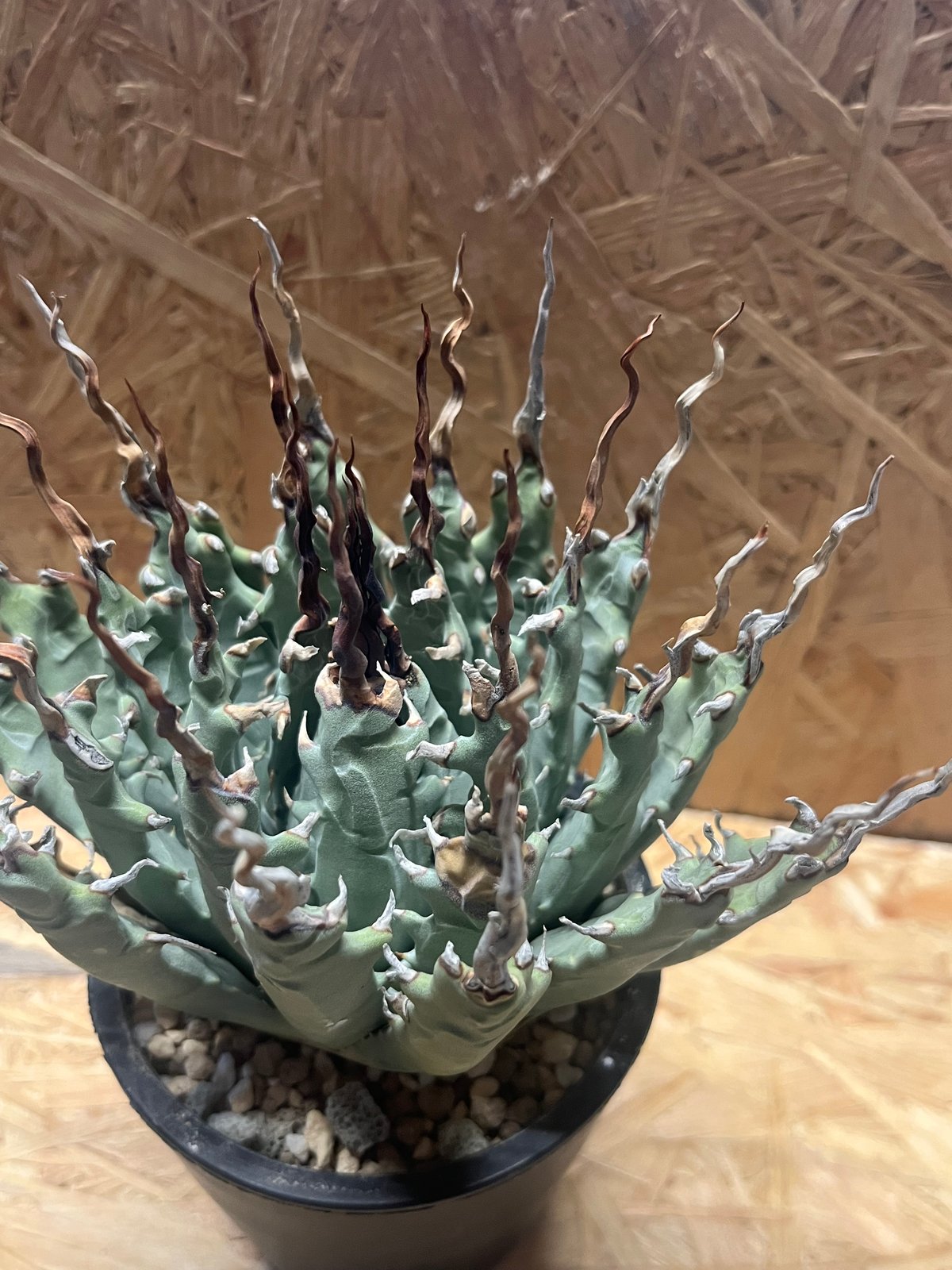 アガベ ユタエンシス エボリスピナ 陽炎 未発根 | GREEN LUCK