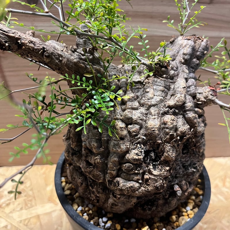 発根済み オペルクリカリア パキプス 111101】発根済 オペルクリカリア