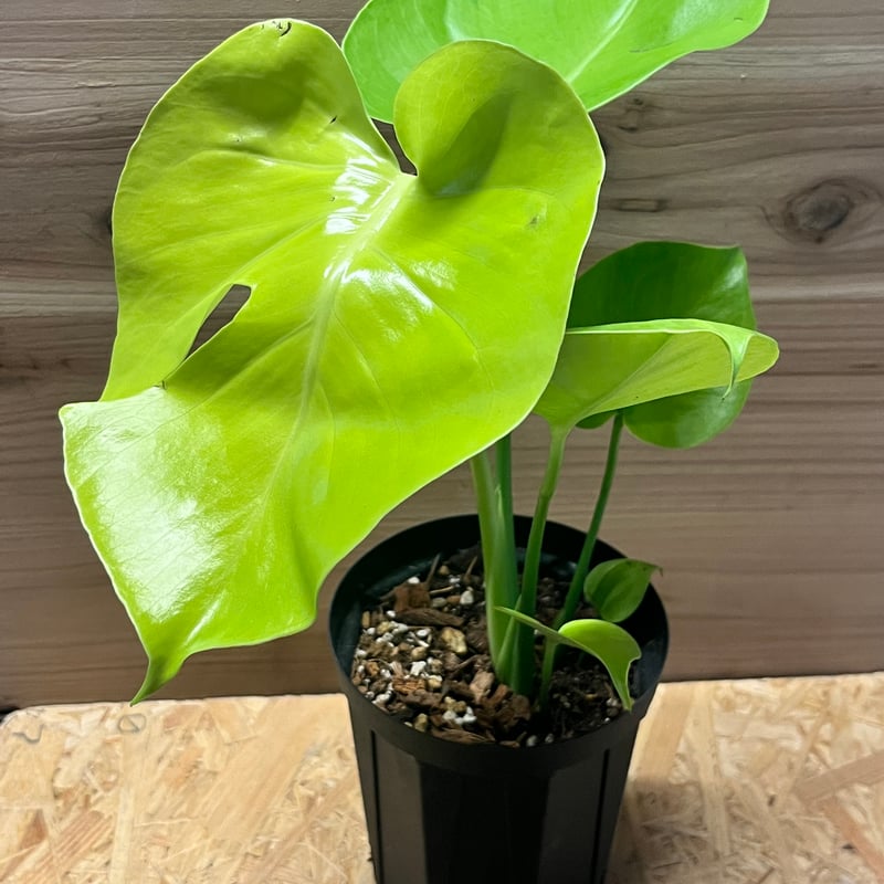 モンステラ デリシオーサ ゴールドリーフ | GREEN LUCK