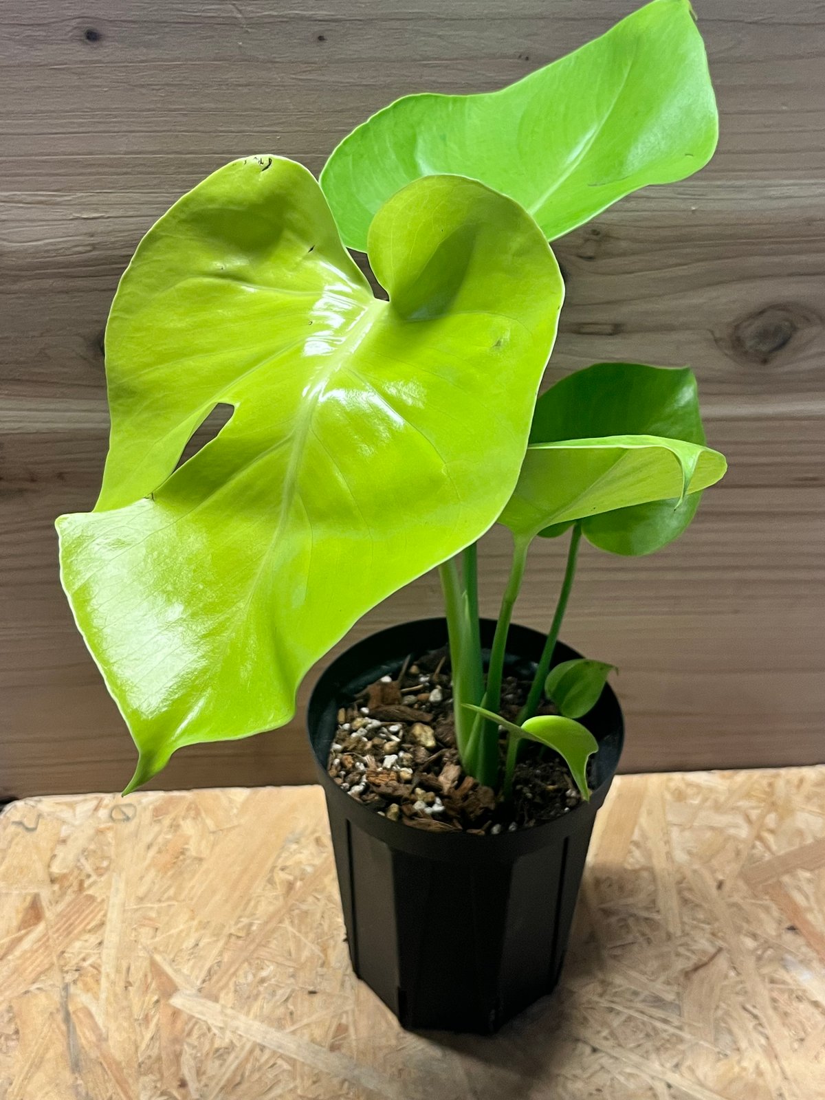 モンステラ デリシオーサ ゴールドリーフ | GREEN LUCK