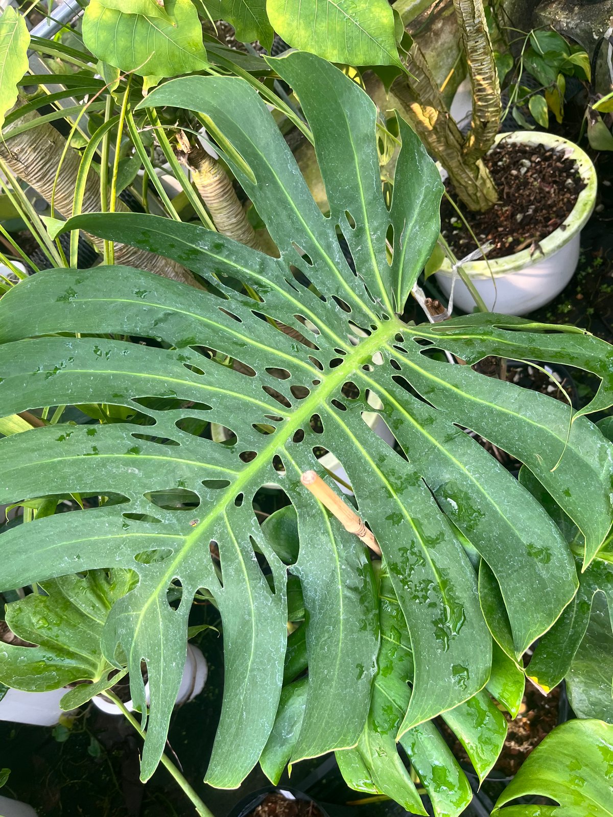 モンステラ デリシオーサ 'マクロコズム' | GREEN LUCK