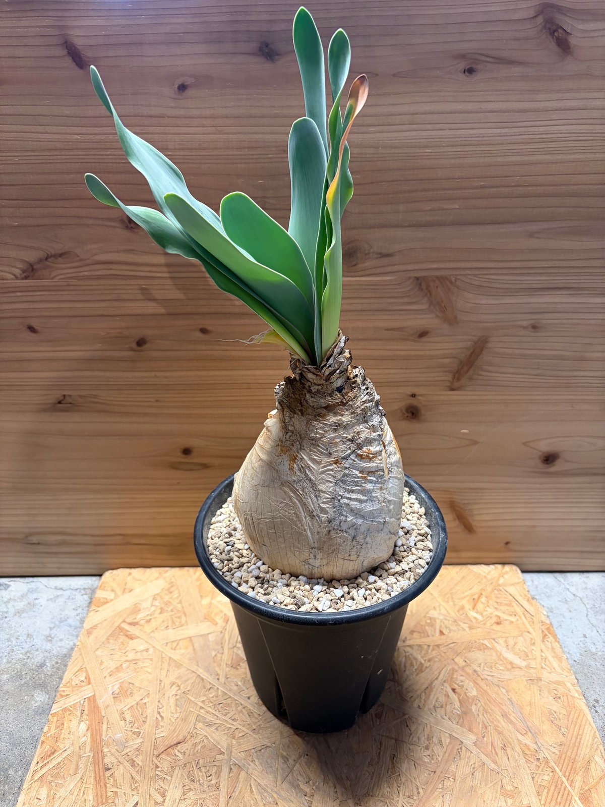 ブーファン ハエマンソイデス | GREEN LUCK