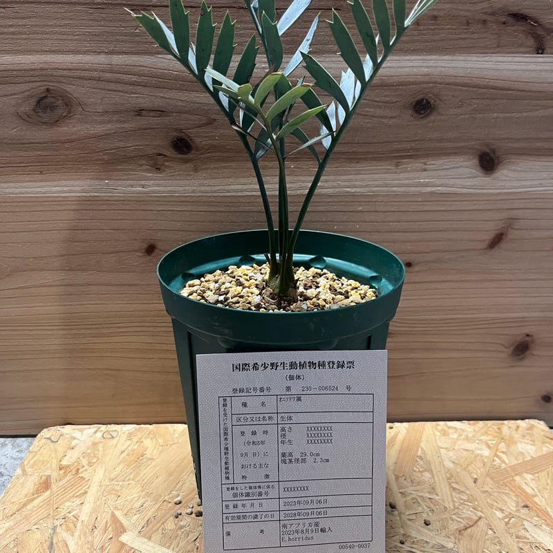 エンセファラルトス ホリダス | GREEN LUCK