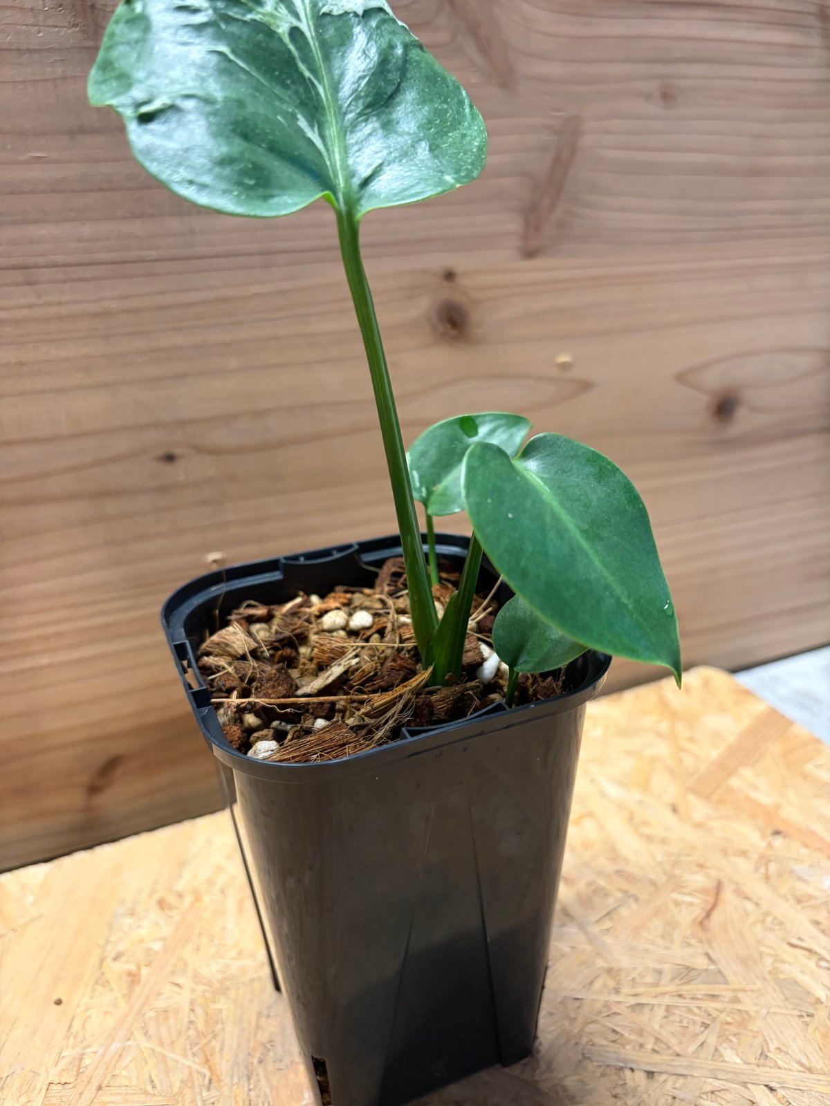 モンステラ デリシオーサ 'バルバソー' | GREEN LUCK