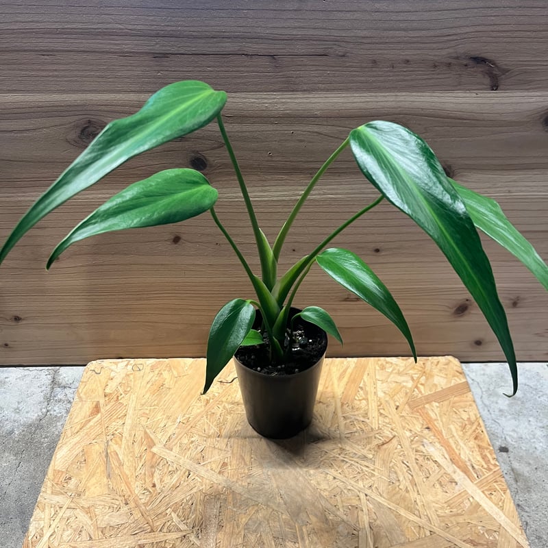 モンステラ バールマルクスフレーム | GREEN LUCK