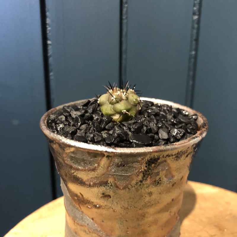 コピアポア シネレア 黒王丸 | GREEN LUCK