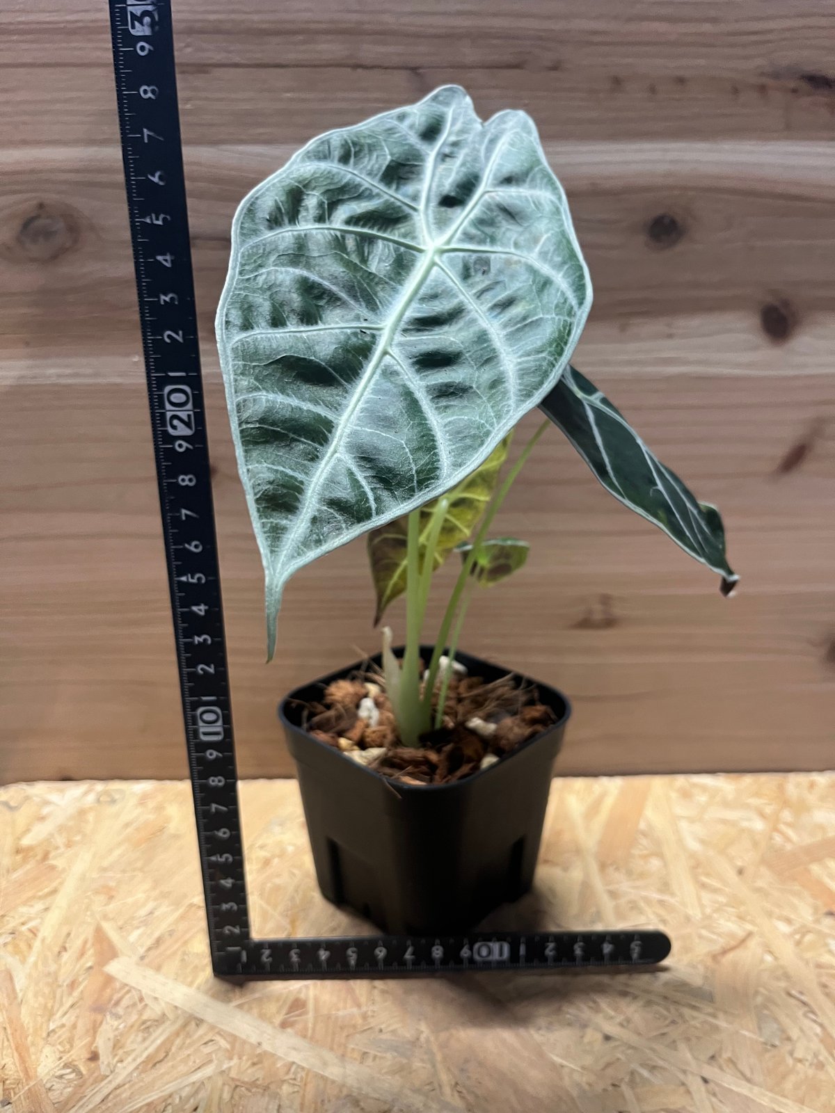 アロカシア ワトソニア ライトニング | GREEN LUCK