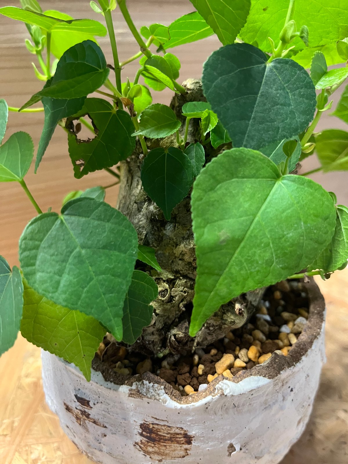 オオハマボウ （ユウナ） | GREEN LUCK