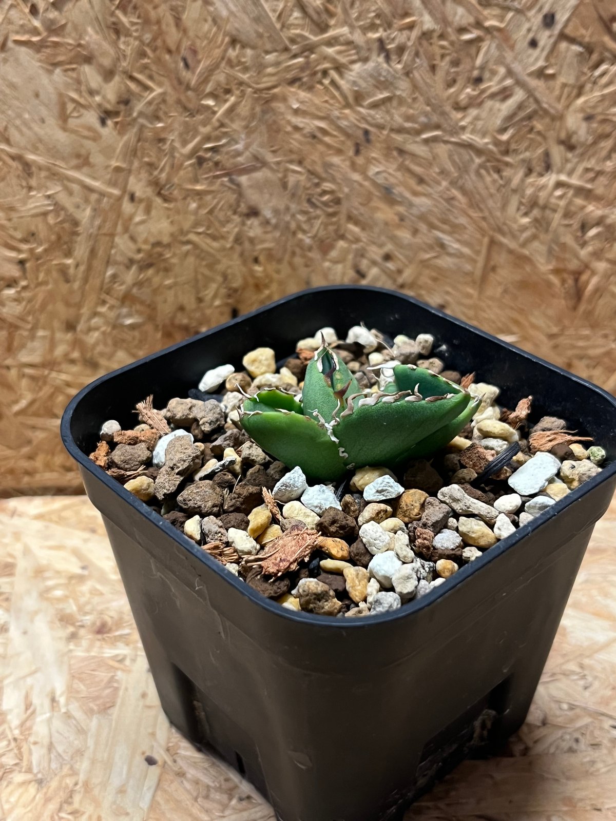 アガベ チタノタ COK aka CG01 | GREEN LUCK