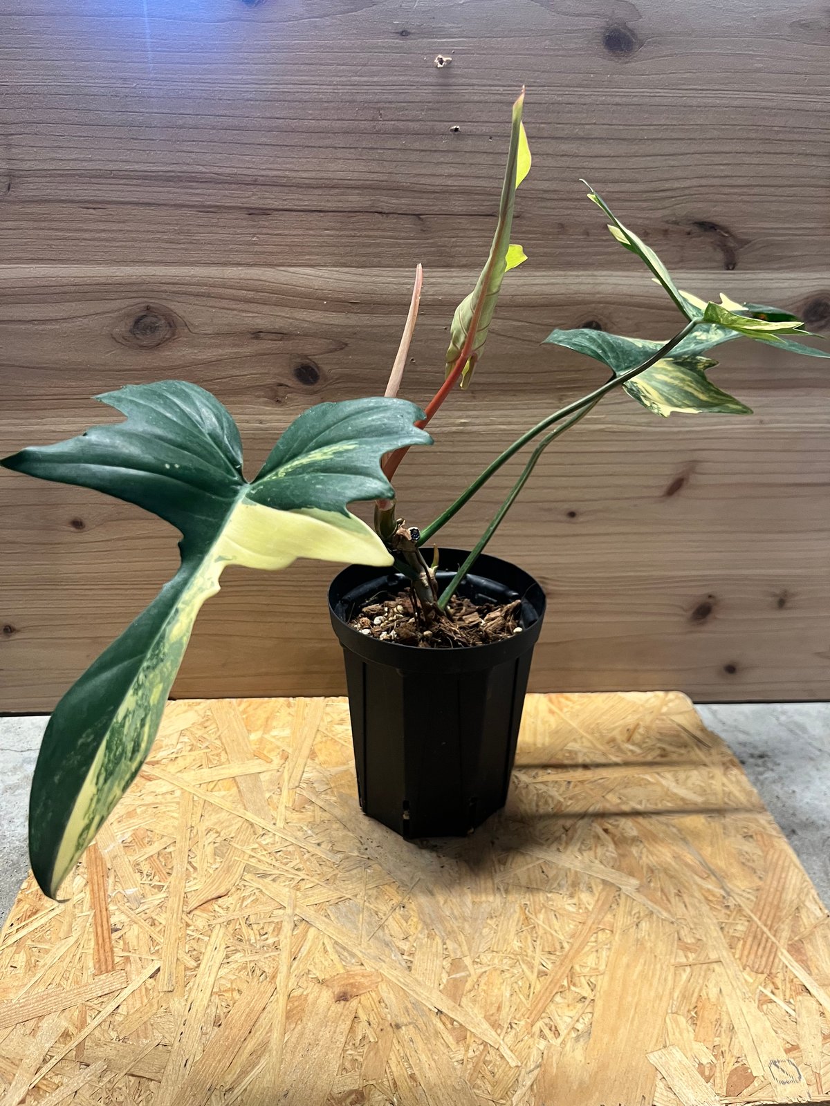 フィロデンドロン 'キティナ' （フロリダビューティー×マヨイ