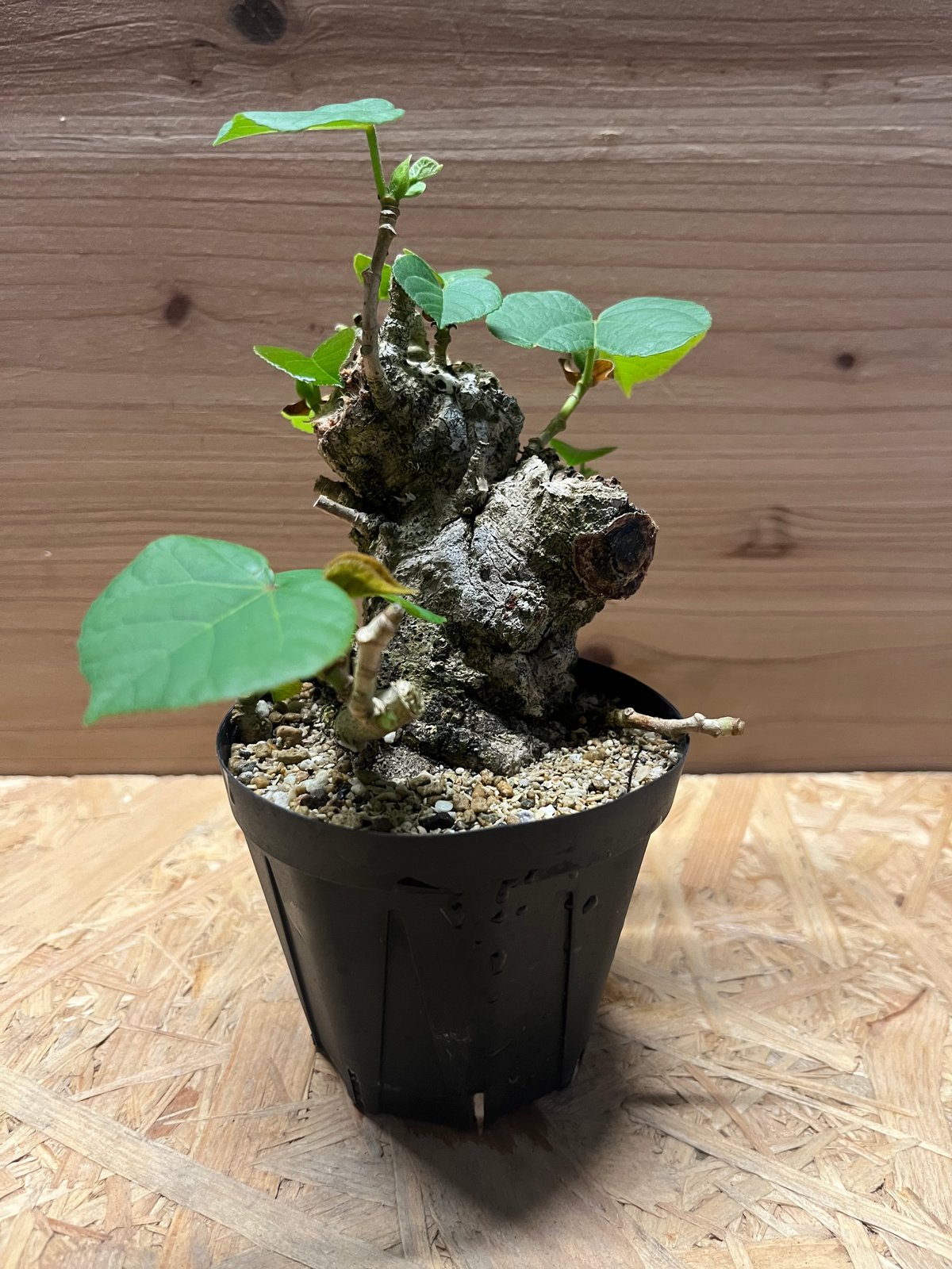 オオハマボウ | GREEN LUCK