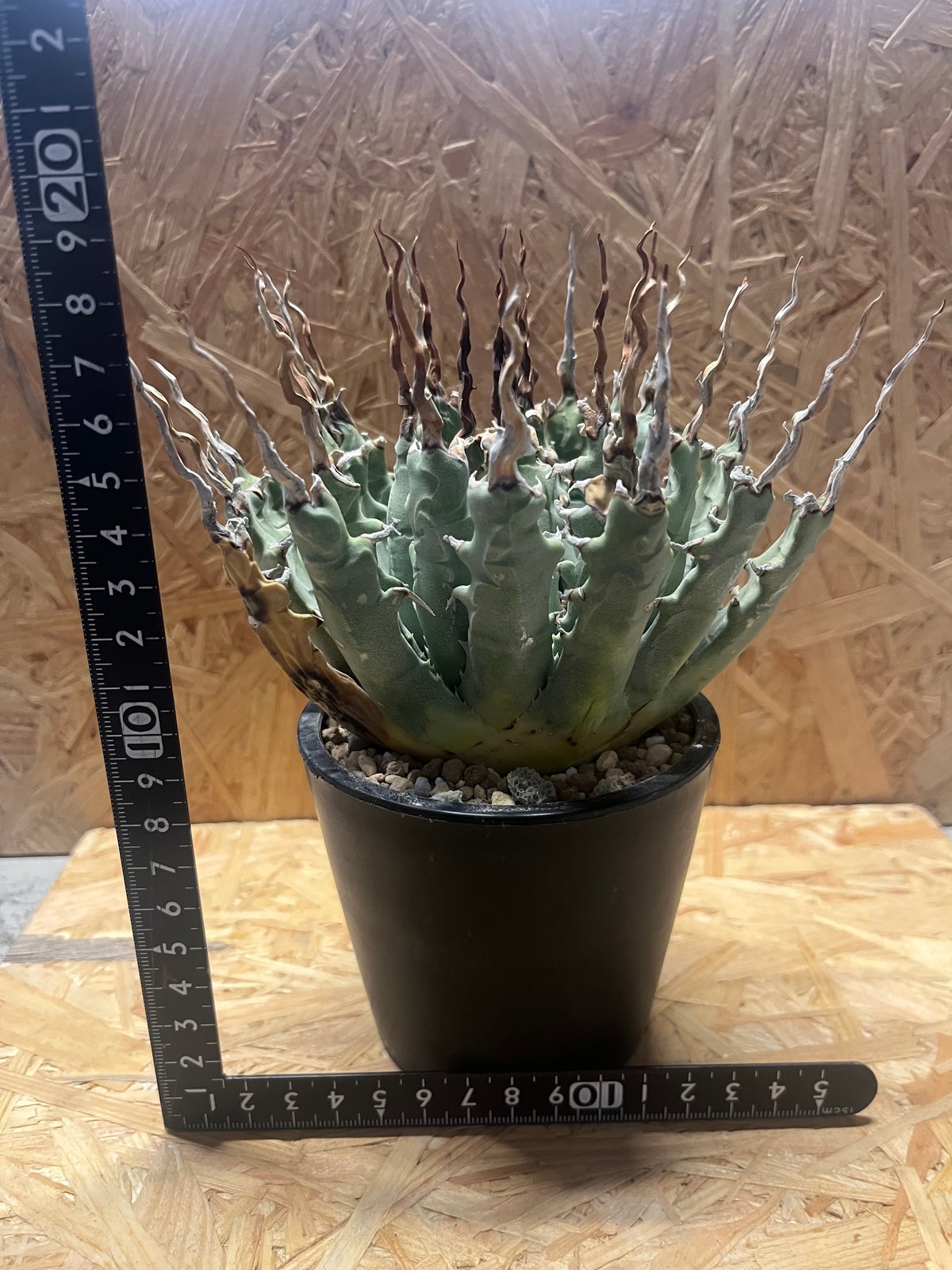 アガベ ユタエンシス エボリスピナ 陽炎 未発根 | GREEN LUCK