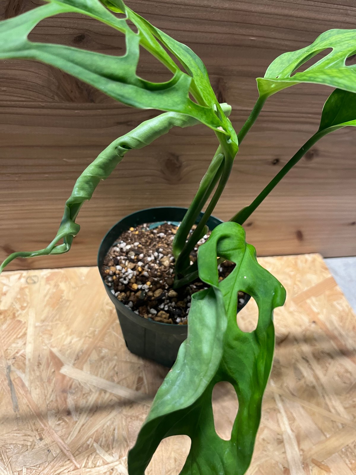 モンステラ エスケレート | GREEN LUCK