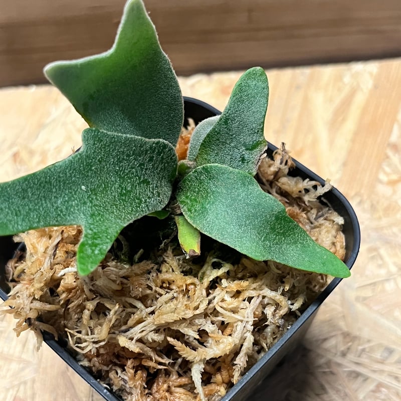 ビカクシダ イエロームーンドワーフ スポア | GREEN LUCK