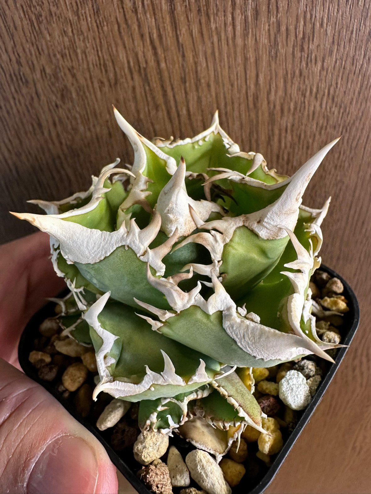 fit=scale-down,w=1200