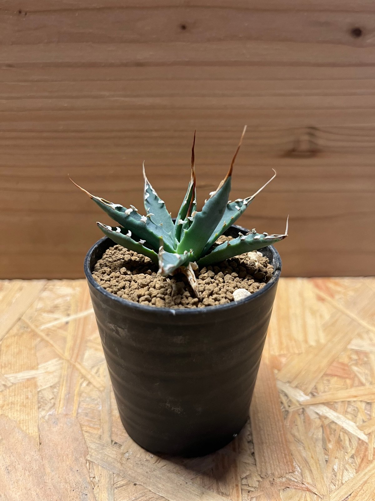 アガベ ユタエンシス エボリスピナ 実生 | GREEN LUCK