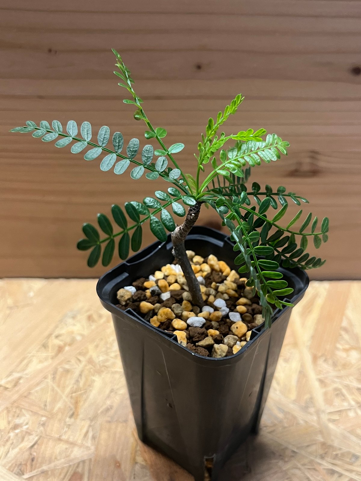 ブルセラ ミクロフィラ | GREEN LUCK