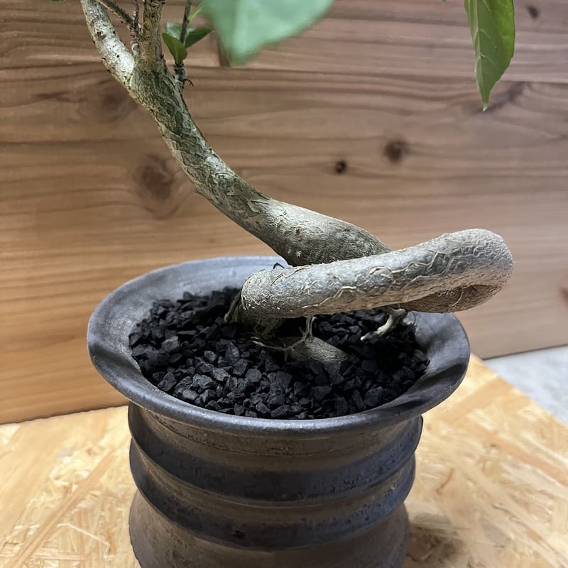 アダンソニア ディギタータ バオバブ×土京鉢 | GREEN LUCK