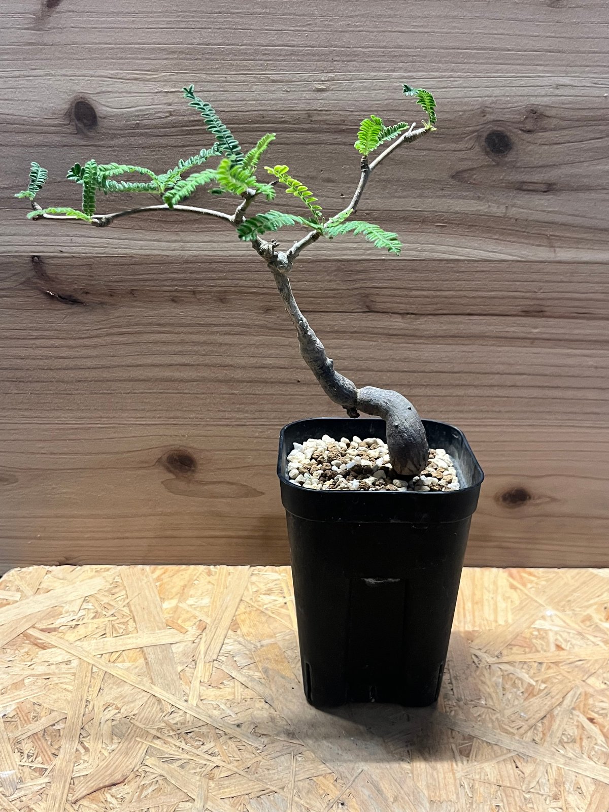 オペルクリカリア ヒファエノイデス | GREEN LUCK