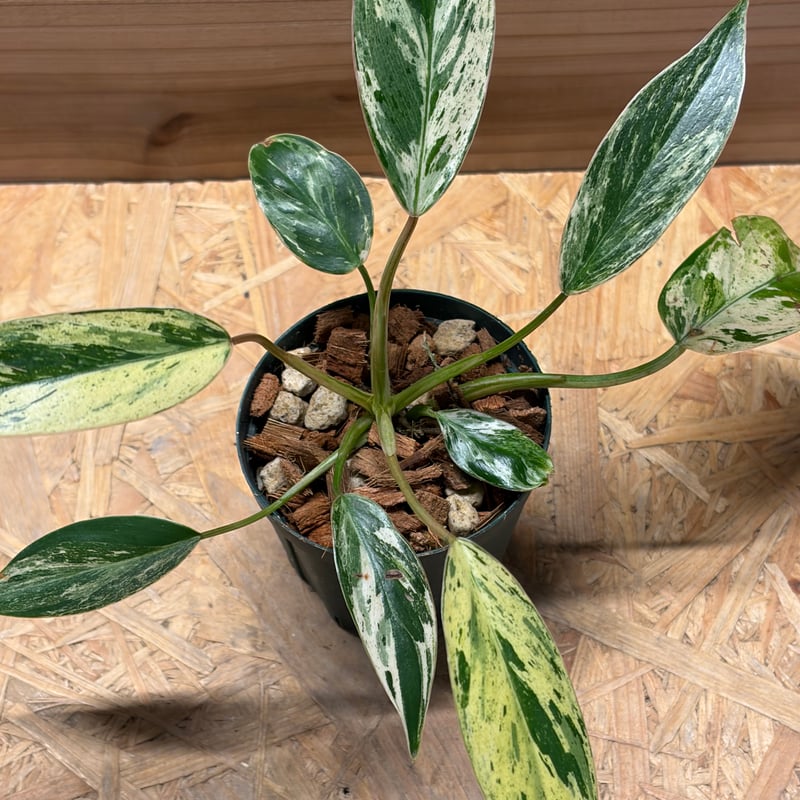 フィロデンドロン 'エメラルドクイーン' 斑入り | GREEN LUCK
