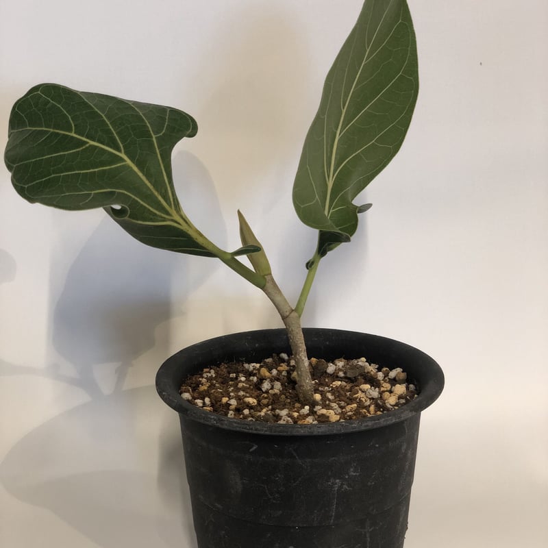 みさと フィカス クリシュナボダイジュ 植物 インテリア みさと