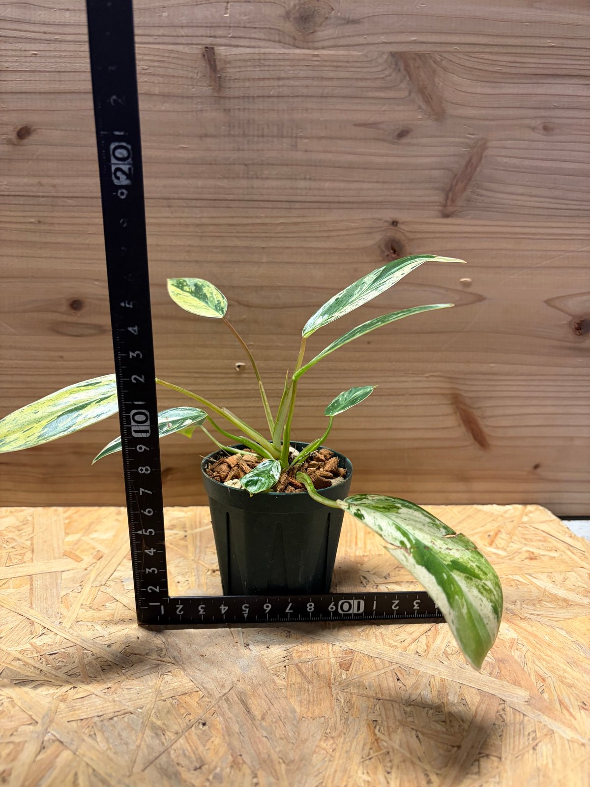 フィロデンドロン 'エメラルドクイーン' 斑入り | GREEN LUCK