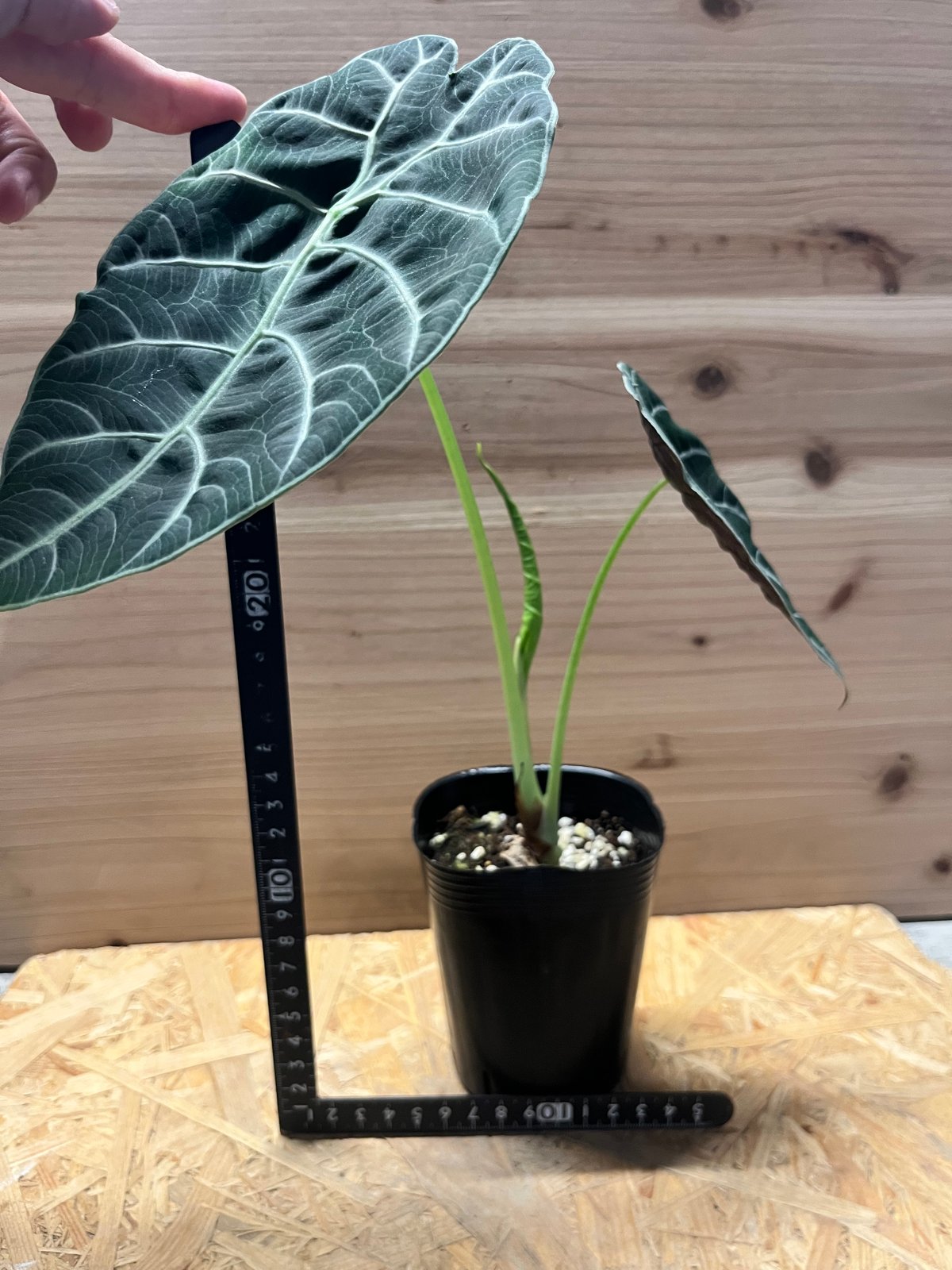 アロカシア ワトソニアナ 'ブラック' | GREEN LUCK