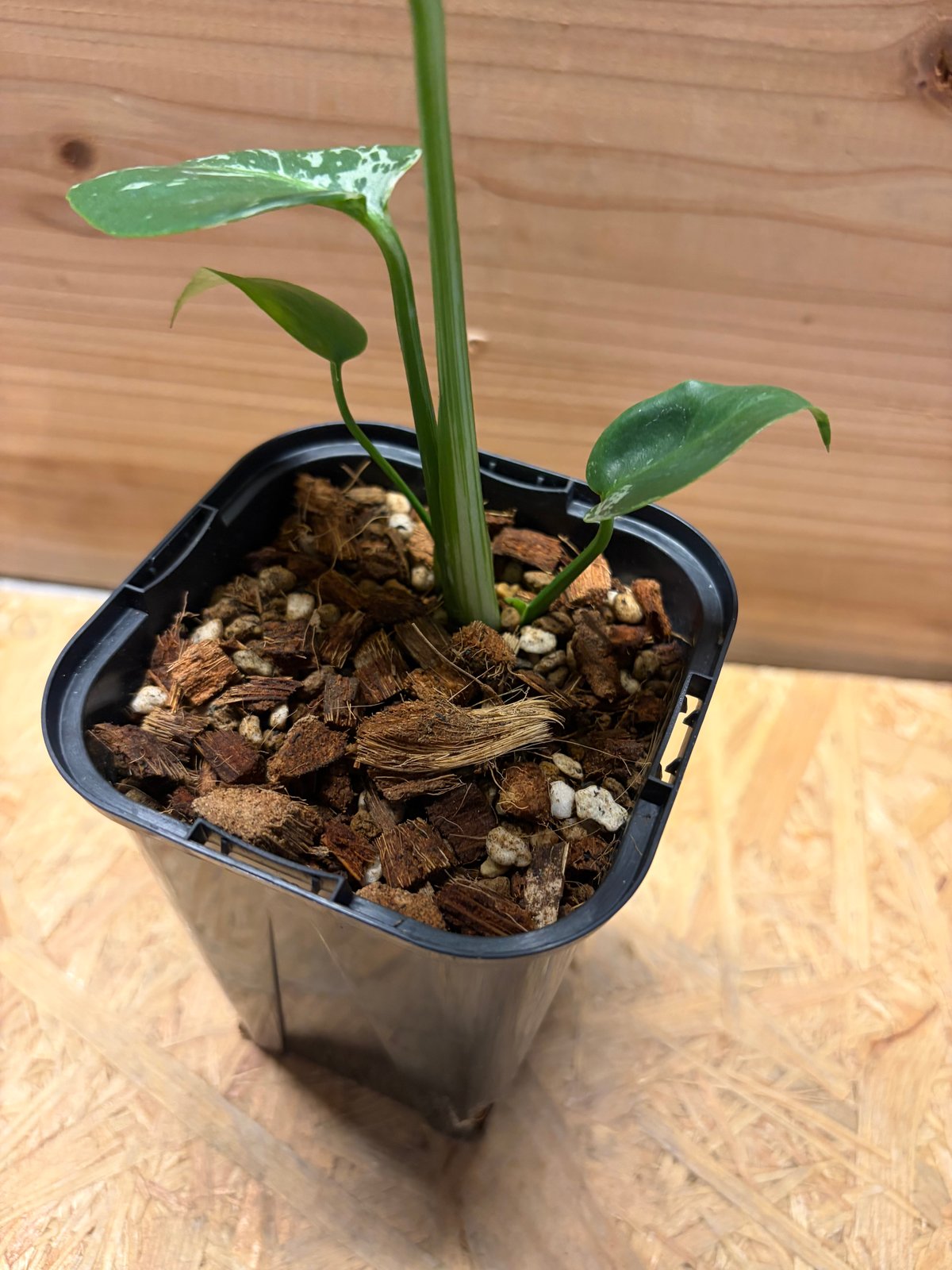 モンステラ デリシオーサ 'バルバソー' | GREEN LUCK