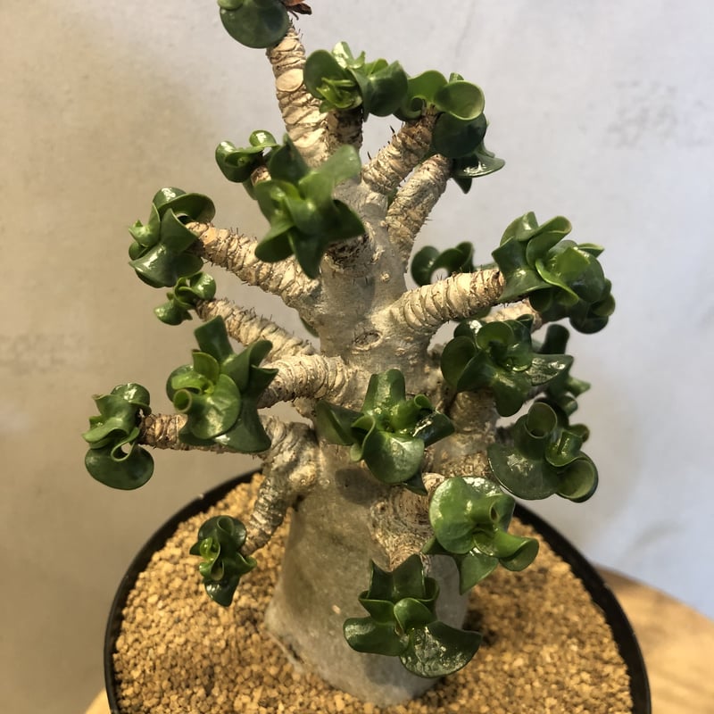 アデニウム アラビカム 獅子葉 D.H.A | GREEN LUCK