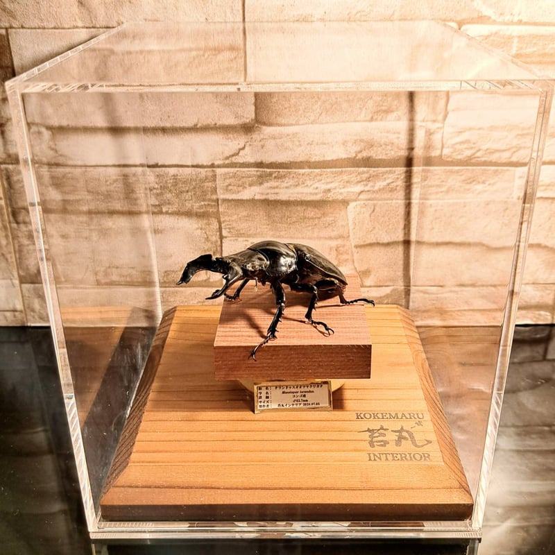 HYOHON『角』15】タランドゥスオオツヤクワガタ♂83.7mm | 苔丸